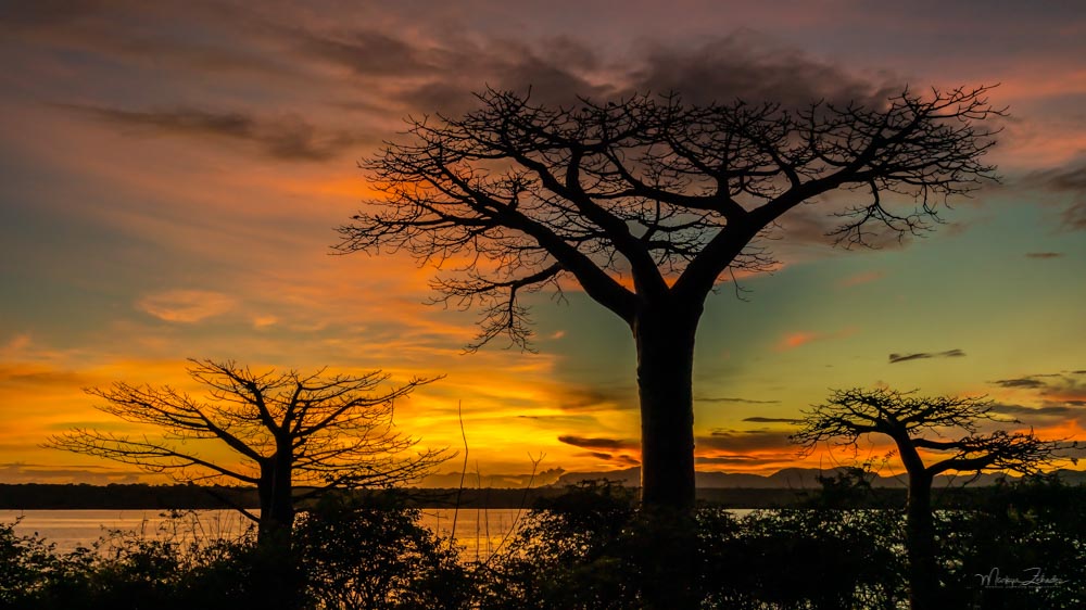 Baobabs im Sonnenaufgang